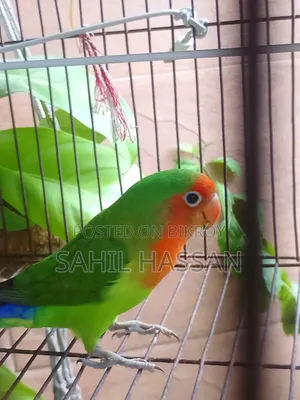Agapornis Roseicollis Lovebird (Female)