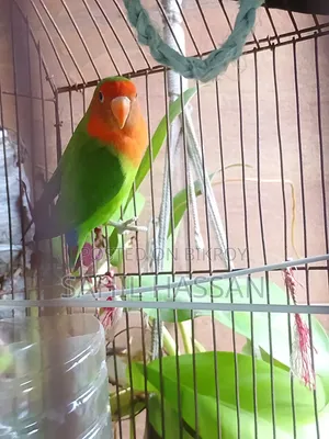 Agapornis Roseicollis Lovebird (Female)