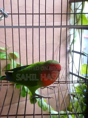 Agapornis Roseicollis Lovebird (Female)