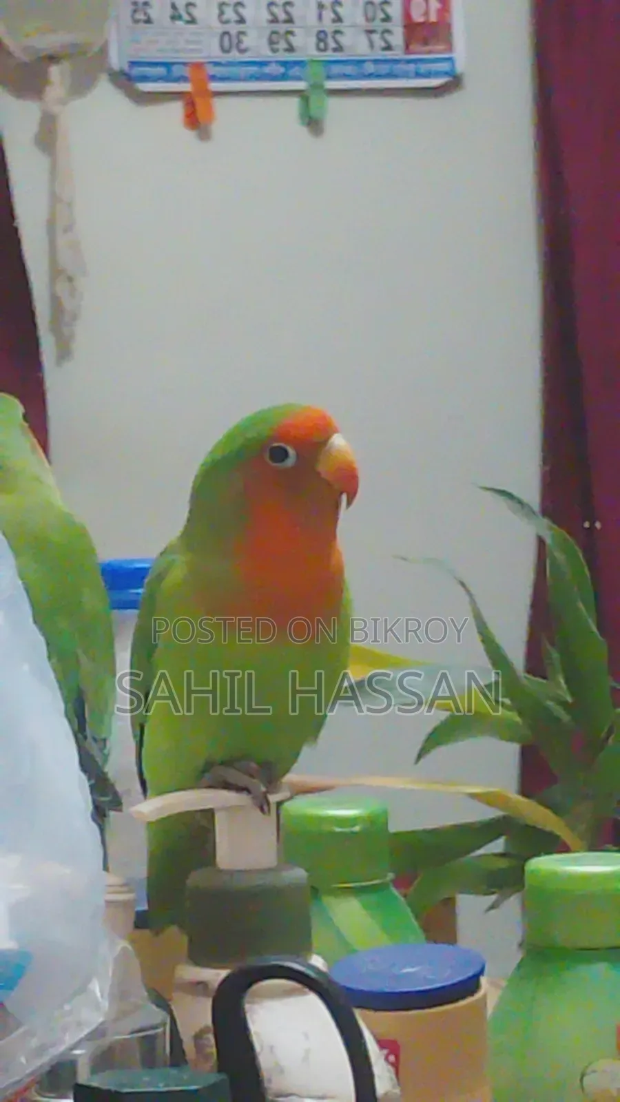 Agapornis Roseicollis Lovebird (Female)