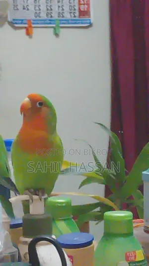 Agapornis Roseicollis Lovebird (Female)