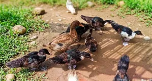 চিনা হাসের বাচ্চা