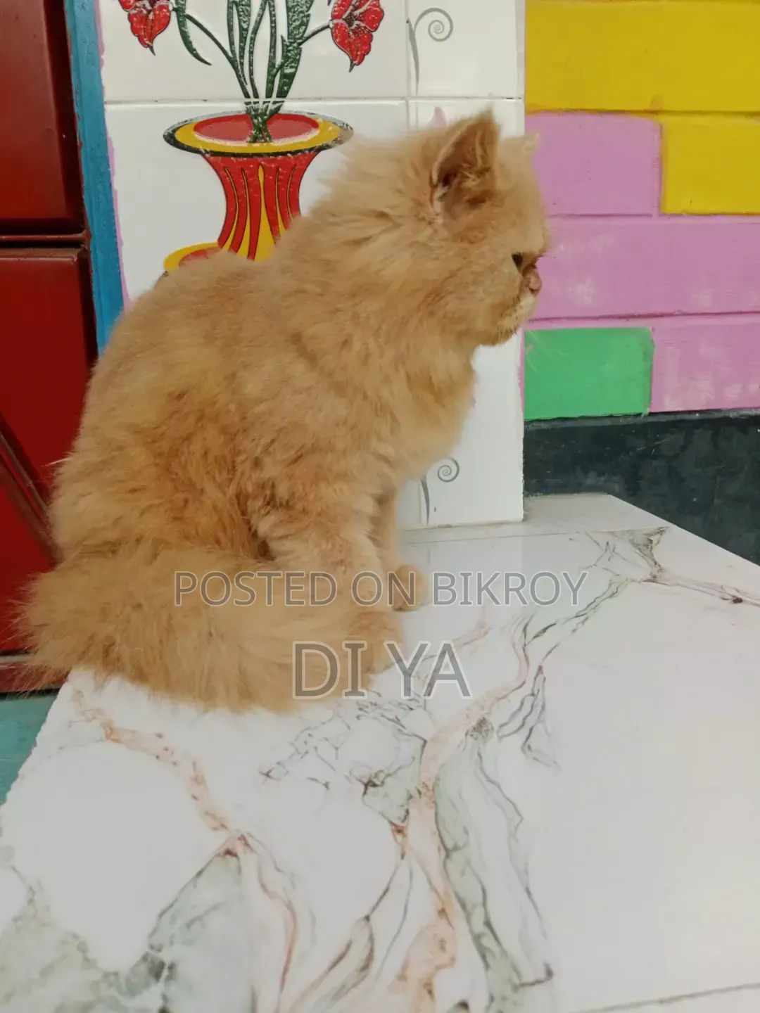 3-6 months Female Purebred Persian