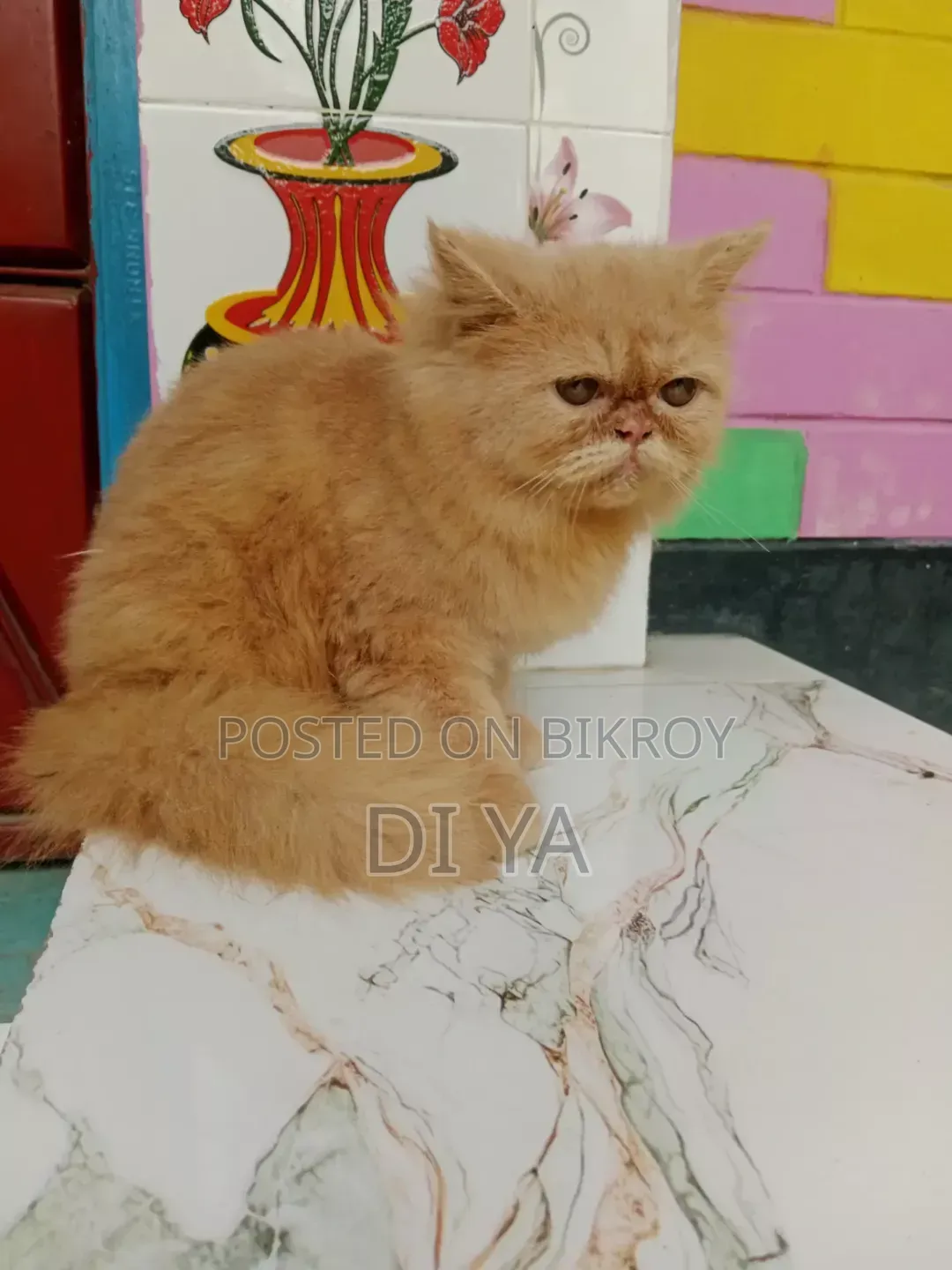 3-6 months Female Purebred Persian
