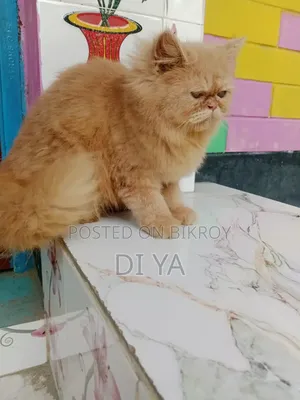 3-6 months Female Purebred Persian