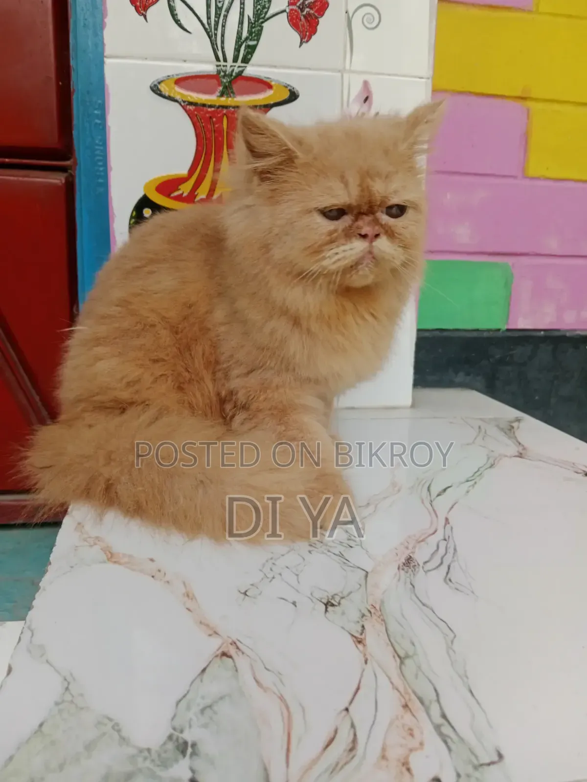 3-6 months Female Purebred Persian