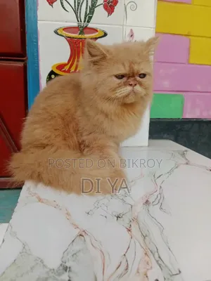 3-6 months Female Purebred Persian