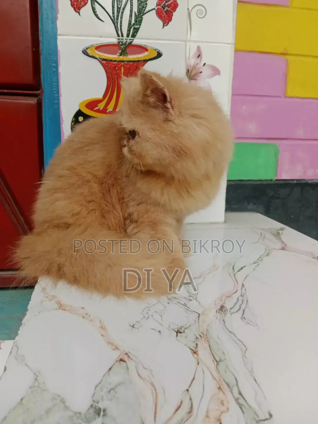 3-6 months Female Purebred Persian