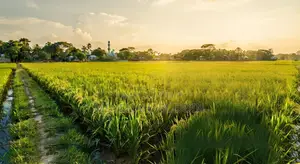 গাজীপুর জেলায় পূবাইল, নন্দিবাড়ী মৌজায় ৩.৩৭৫ শতাংশ জমি বিক্রয় হইবে