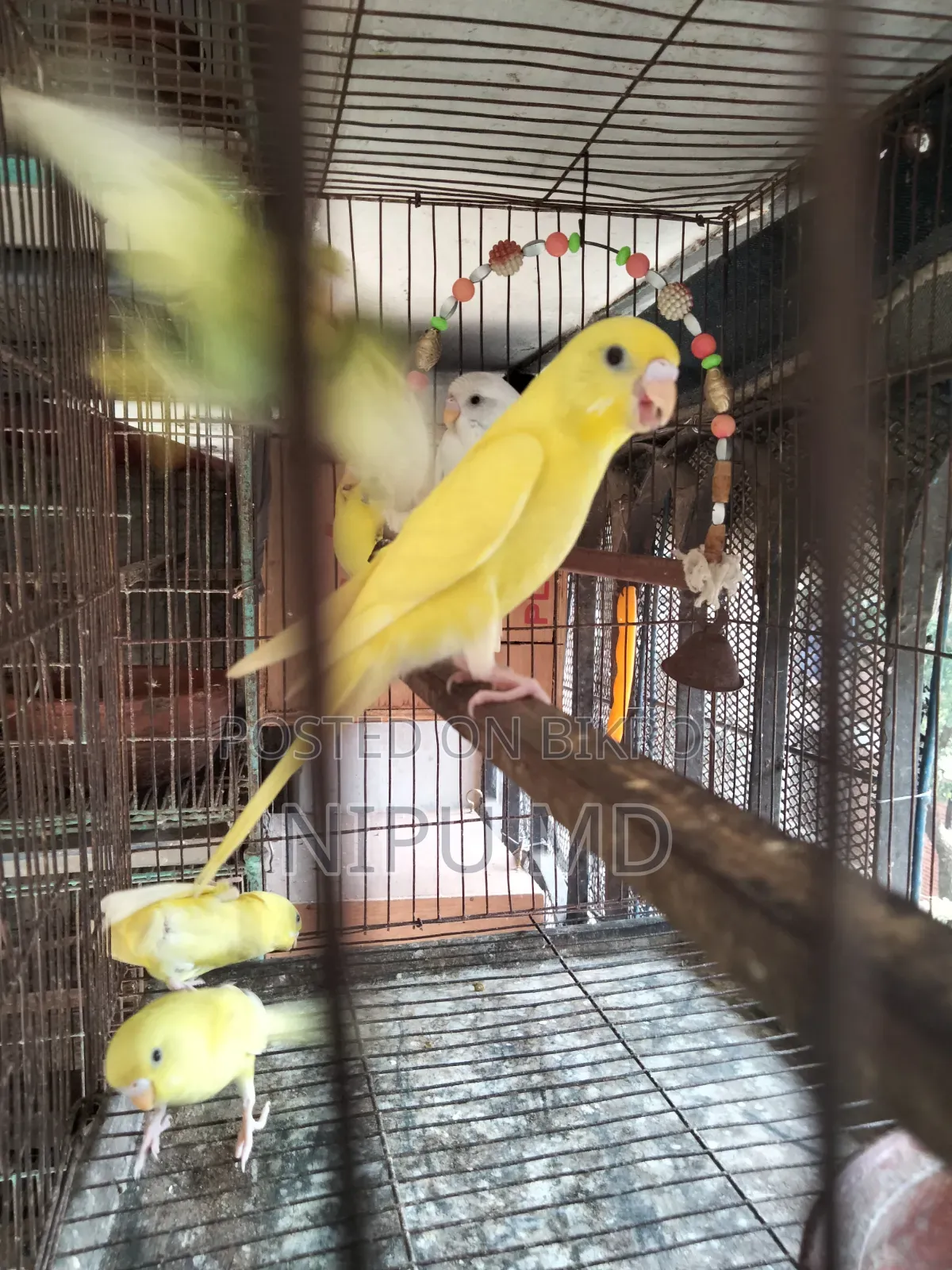 ককাটেল এবং বাজিগার পাখি