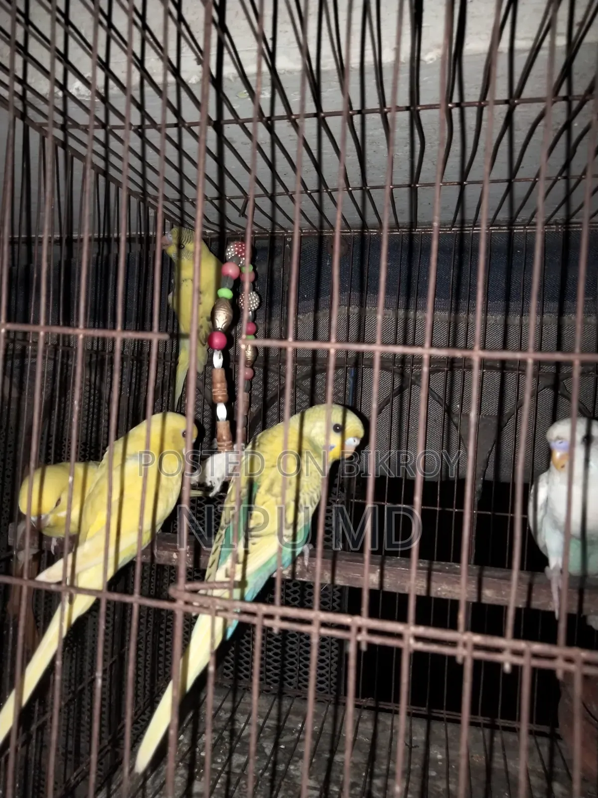 ককাটেল এবং বাজিগার পাখি