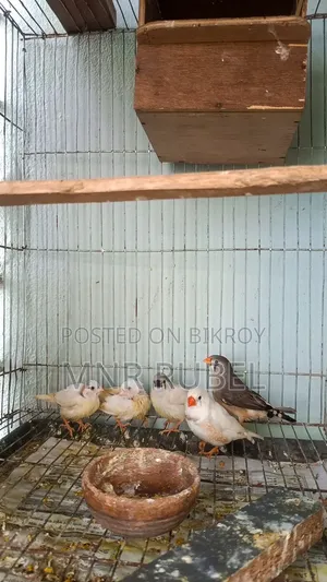 Finch Adult