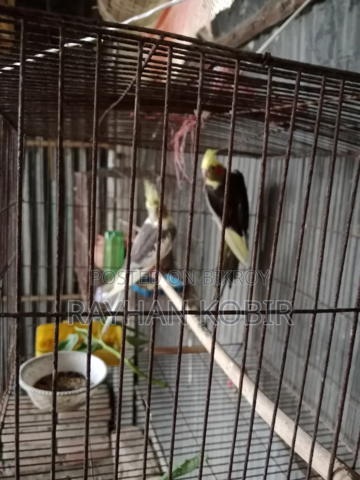 ককাটেল পাখি