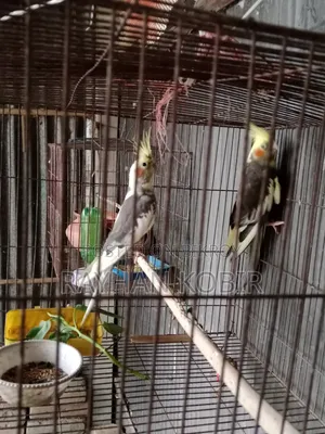 ককাটেল পাখি