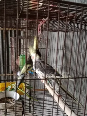 ককাটেল পাখি