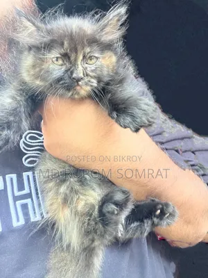 1-3 Months Female Purebred Persian