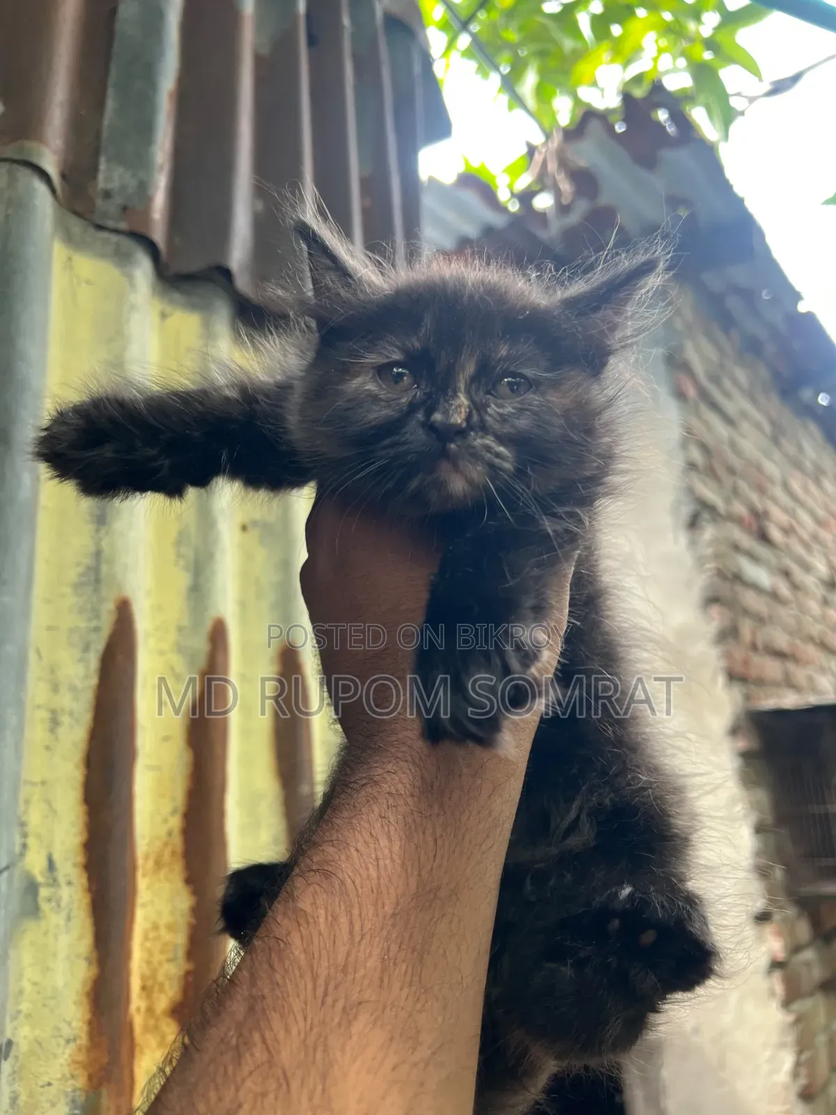 1-3 Months Female Purebred Persian
