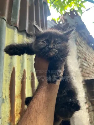 1-3 Months Female Purebred Persian
