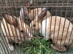 Baby Rabbit