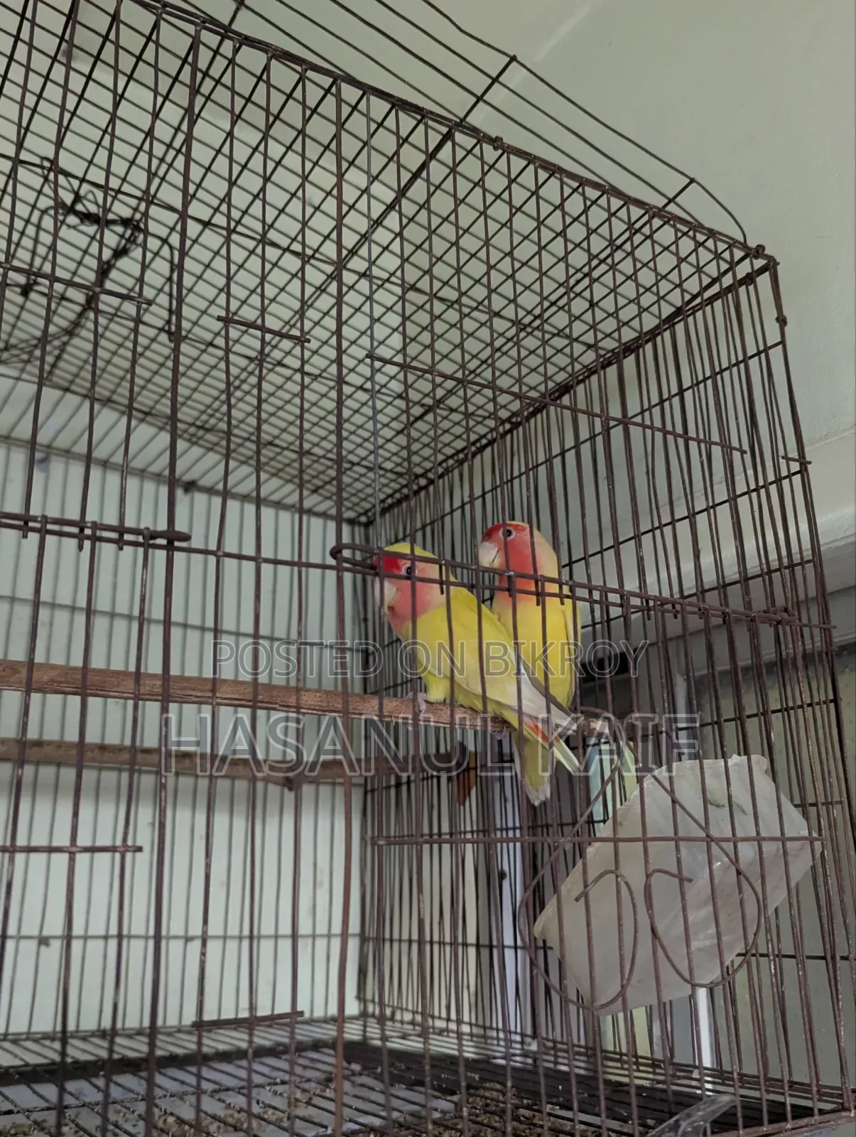 Love Bird Breeding Pair