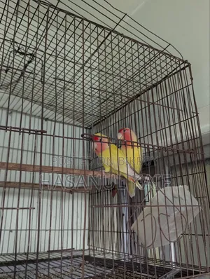 Love Bird Breeding Pair