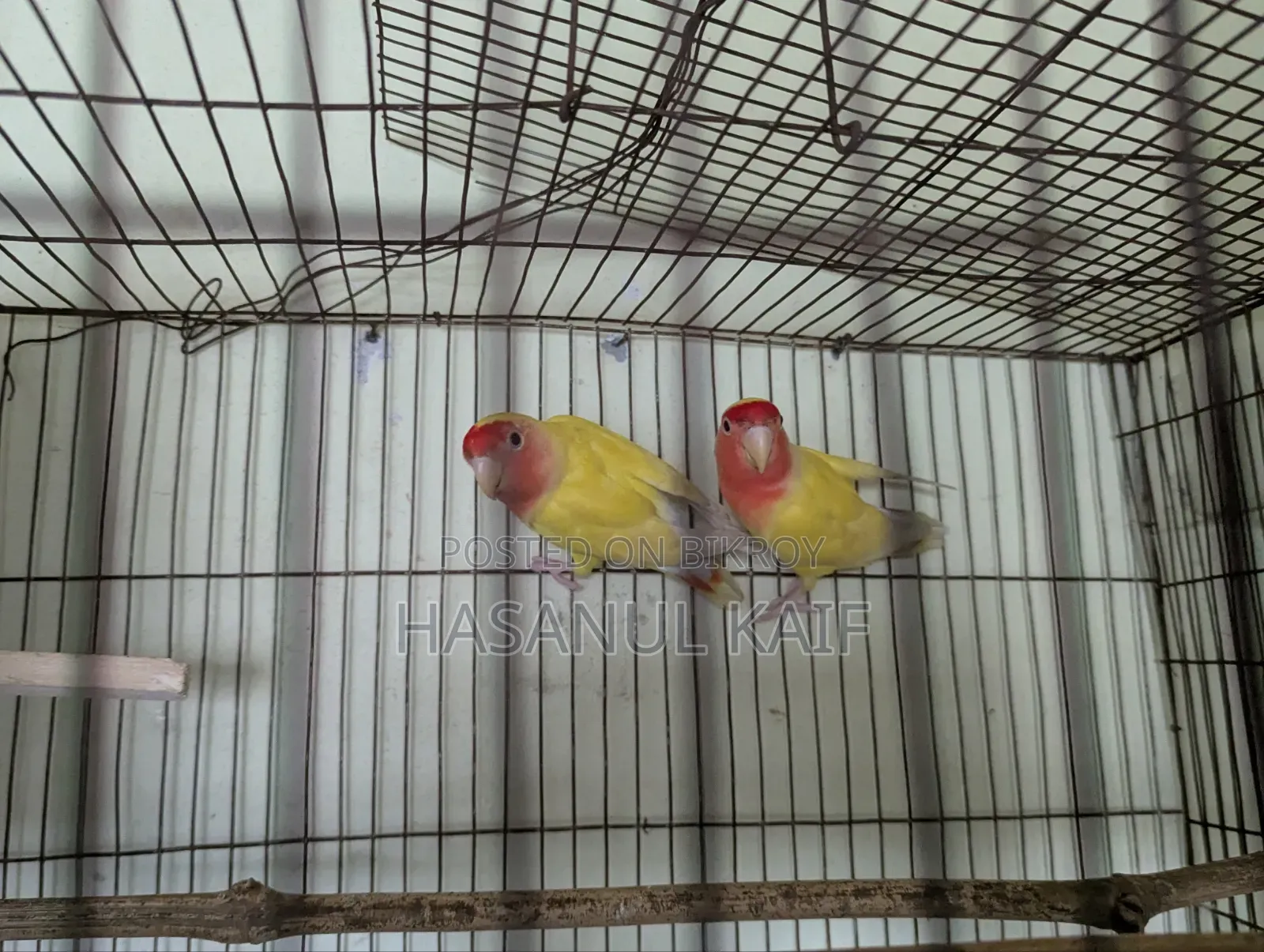 Love Bird Breeding Pair