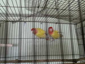 Love Bird Breeding Pair