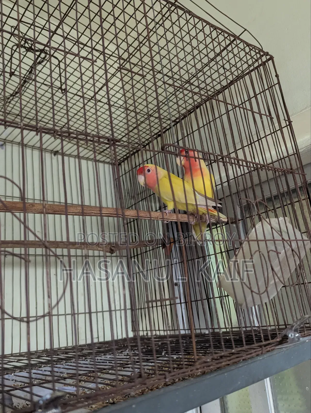 Love Bird Breeding Pair