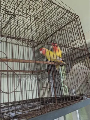 Love Bird Breeding Pair
