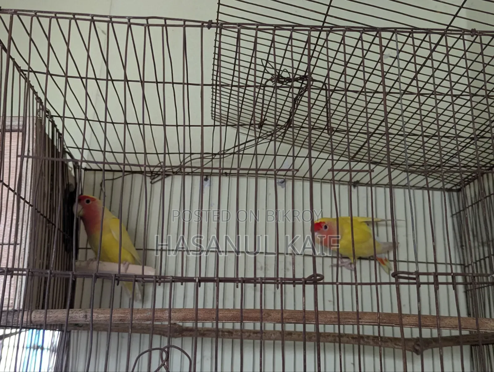 Love Bird Breeding Pair
