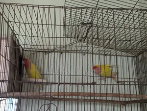 Love Bird Breeding Pair