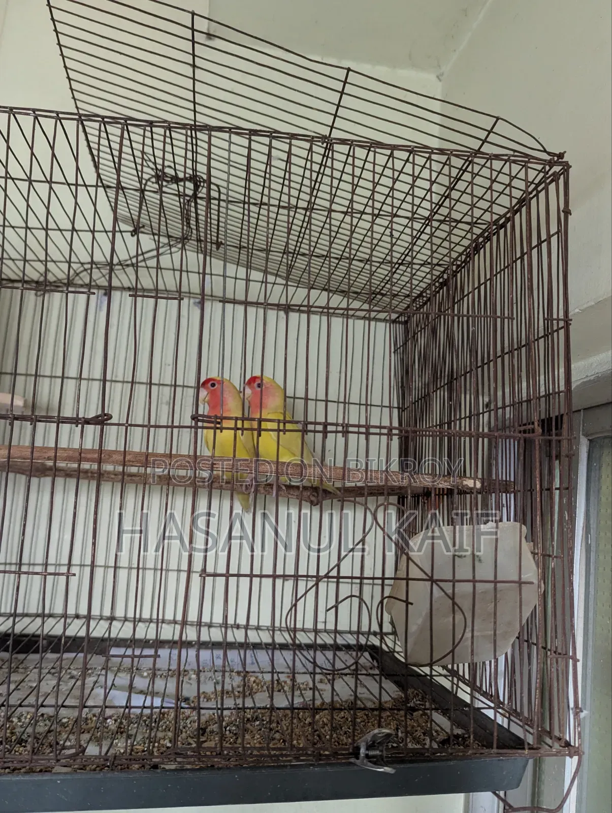 Love Bird Breeding Pair