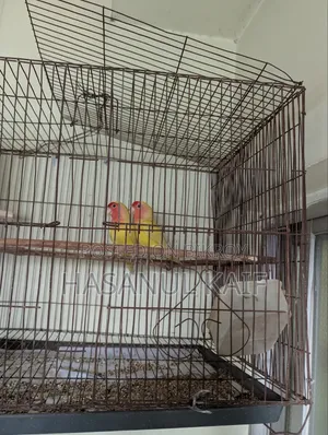 Love Bird Breeding Pair