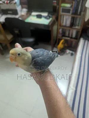 Full Tame Lovebird
