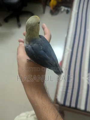 Full Tame Lovebird
