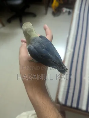 Full Tame Lovebird