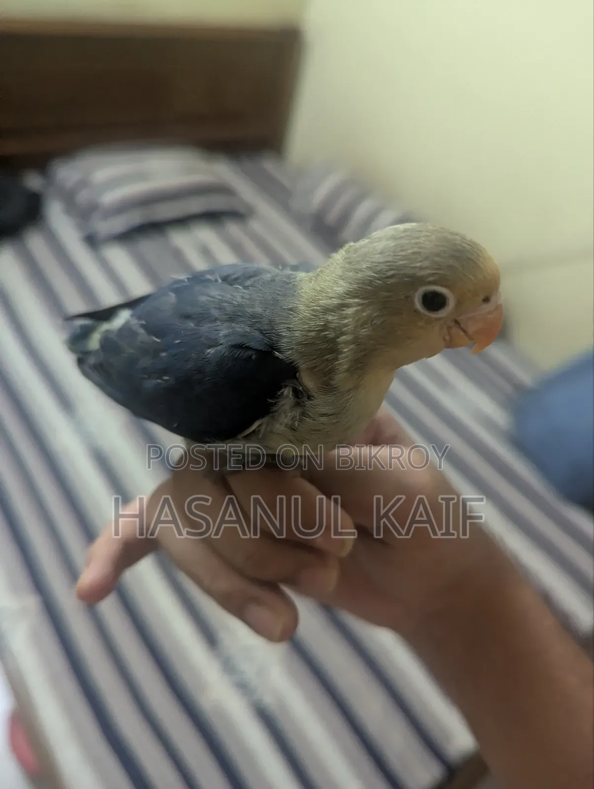 Full Tame Lovebird