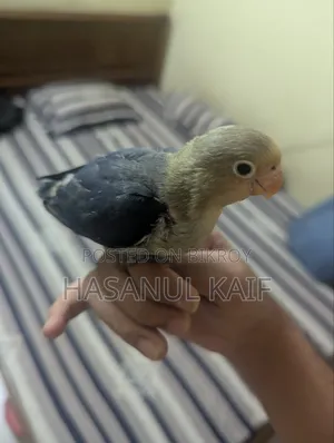 Full Tame Lovebird
