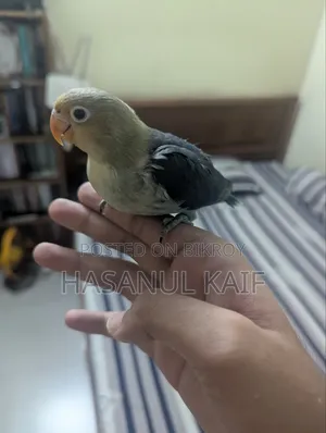 Full Tame Lovebird