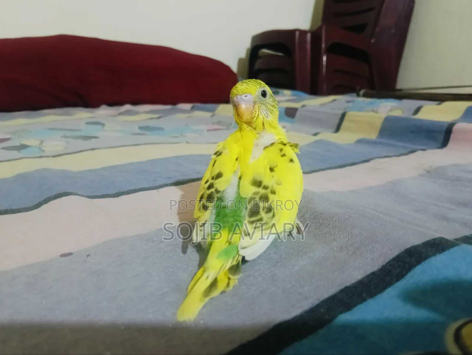 Normal Green Budgie Baby