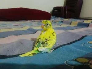 Normal Green Budgie Baby