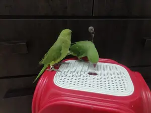 Hand Tame Green Ringneck Tiya Parrot