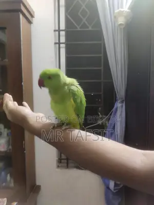 Hand Tame Green Ringneck Tiya Parrot