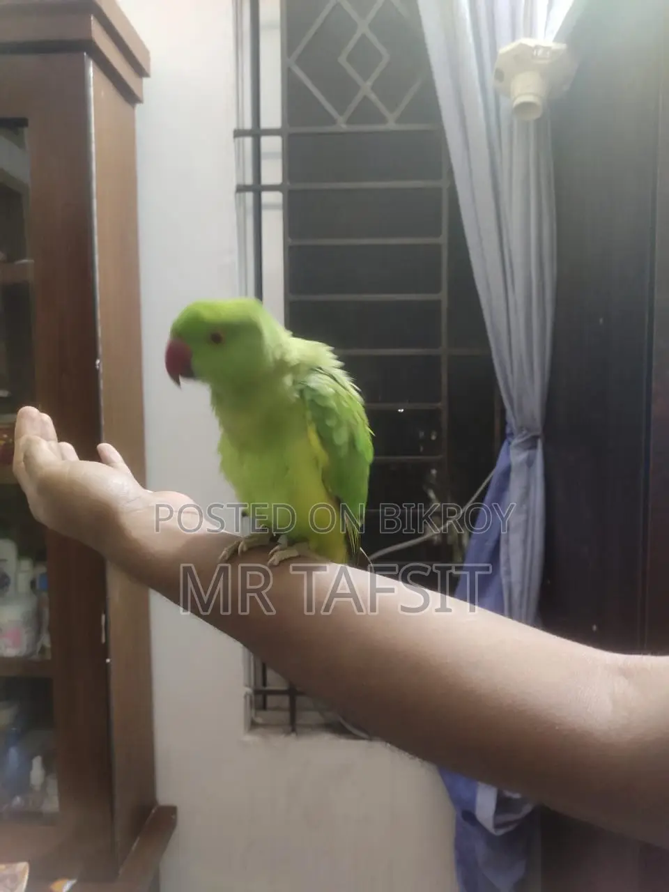 Hand Tame Green Ringneck Tiya Parrot