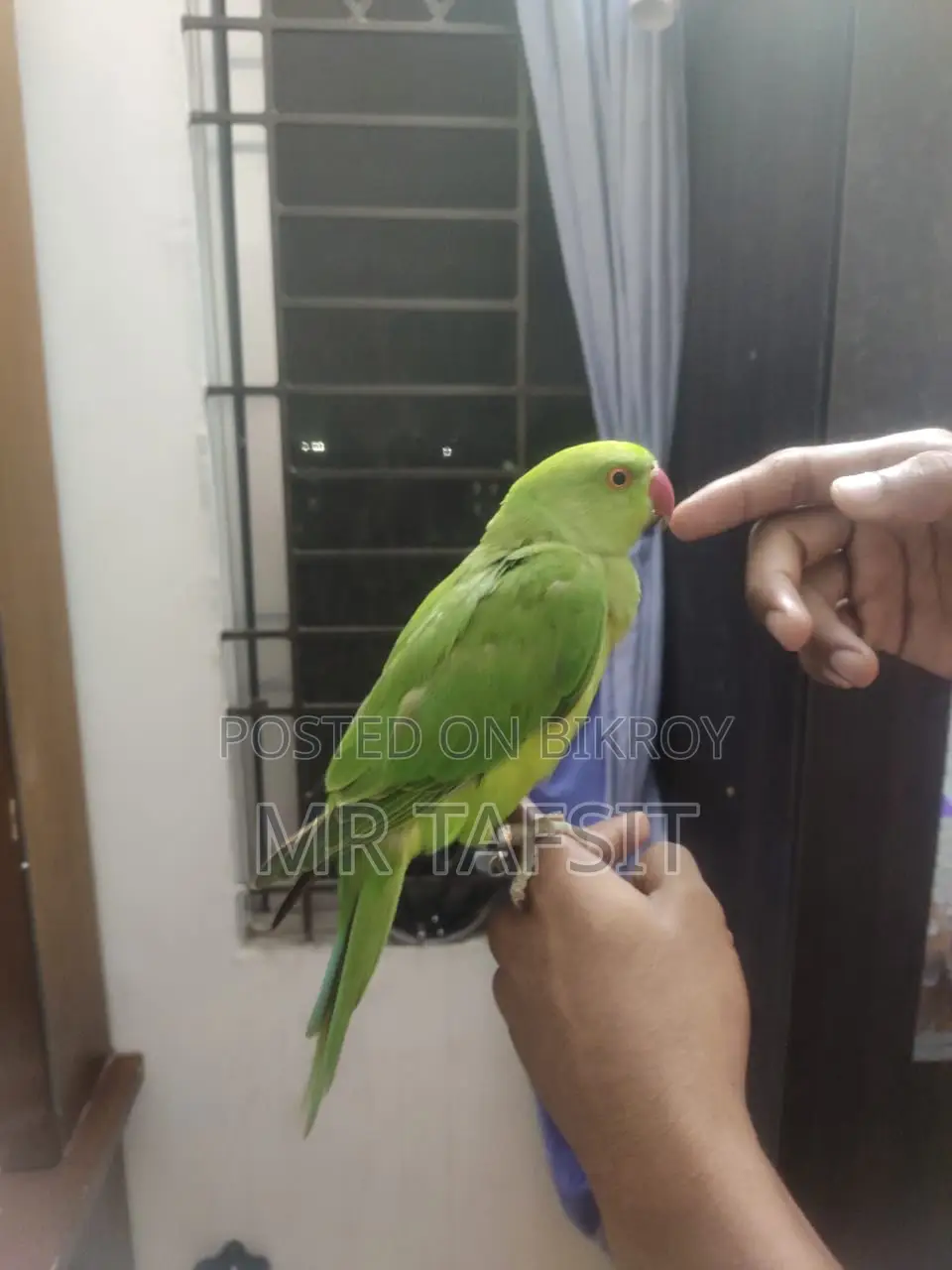 Hand Tame Green Ringneck Tiya Parrot