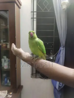 Hand Tame Green Ringneck Tiya Parrot
