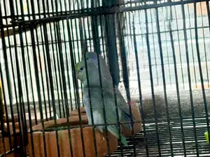 Turquoise Blue Split Ino Forpus (Running Pair)