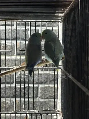 Turquoise Blue Split Ino Forpus (Running Pair)