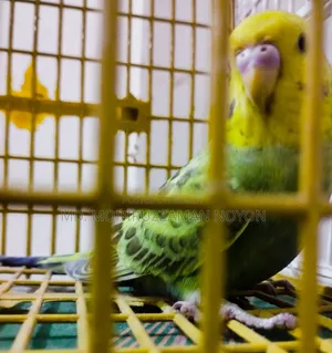 মেল বাজিগর
