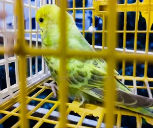মেল বাজিগর
